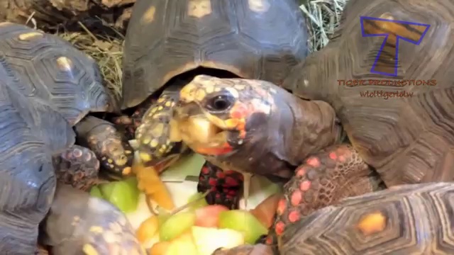 Animals are so funny when they eat – Funny and cute animal compilation