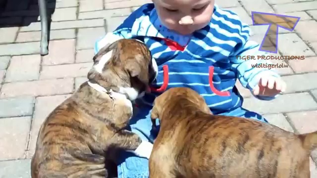 Cute babies and dogs playing together – Funny baby & dog compilation