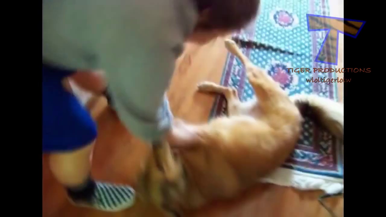 Dogs really hate bath time – Funny dog bathing compilation PART 2