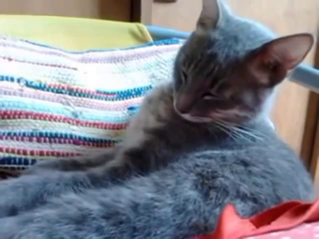 Funny Cats Compilation – Funny Cat Videos Ever- Funny Videos – Funny Animals Funny Animal Videos 11