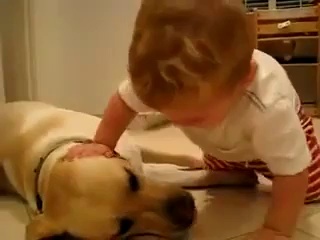 Funny videos of babies – funny pranks – funny animals – Video Dailymotion