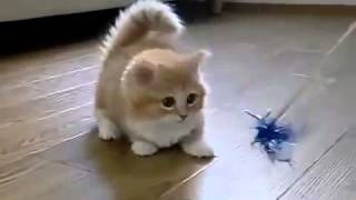 Funny Cats Compilation – MNPHQMedia