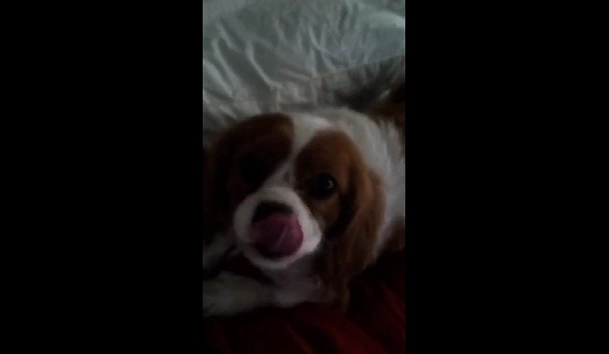 Funny Dogs Romantic Moment With Drunk Girl