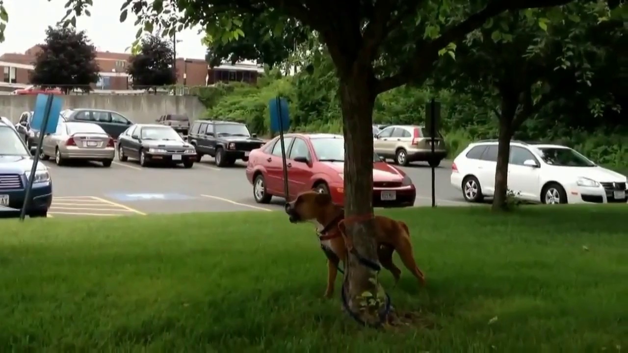 Funny dogs – Funny animals – Funny Videos – best funny dogs Compilation 2014(Risingformuli)