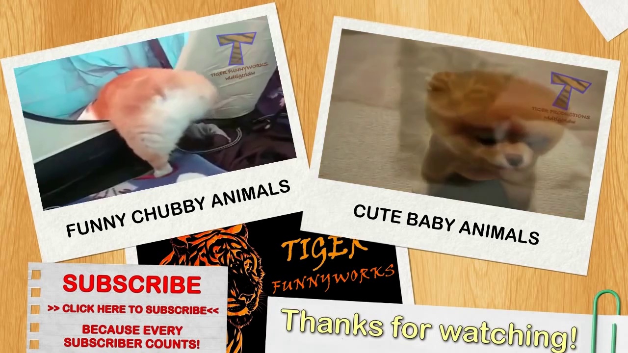 Funny cats and dogs begging for food – Cute animal compilation