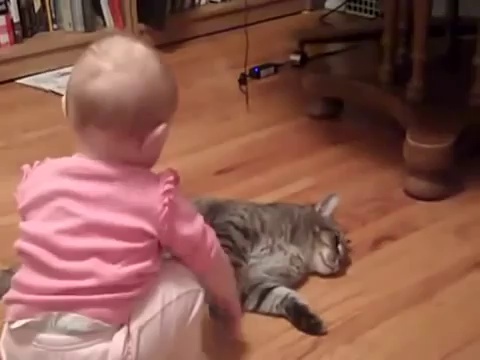Funny Videos – Funny Cats Videos _ New