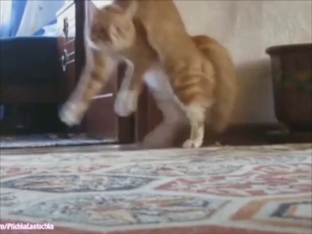 Funny Cats XD
