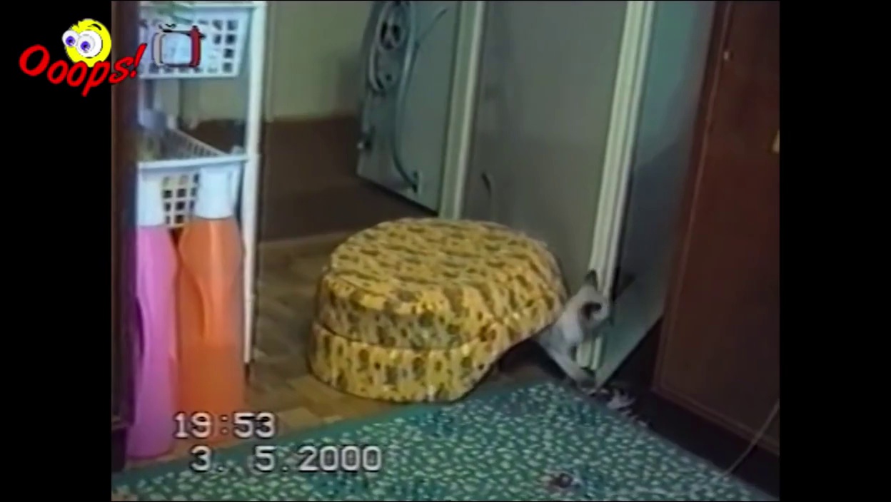 Funny Animals – Funny Cat Videos and Bloopers