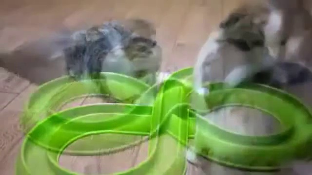 Funny Cats Compilation 20 min – Happy New Year 2014