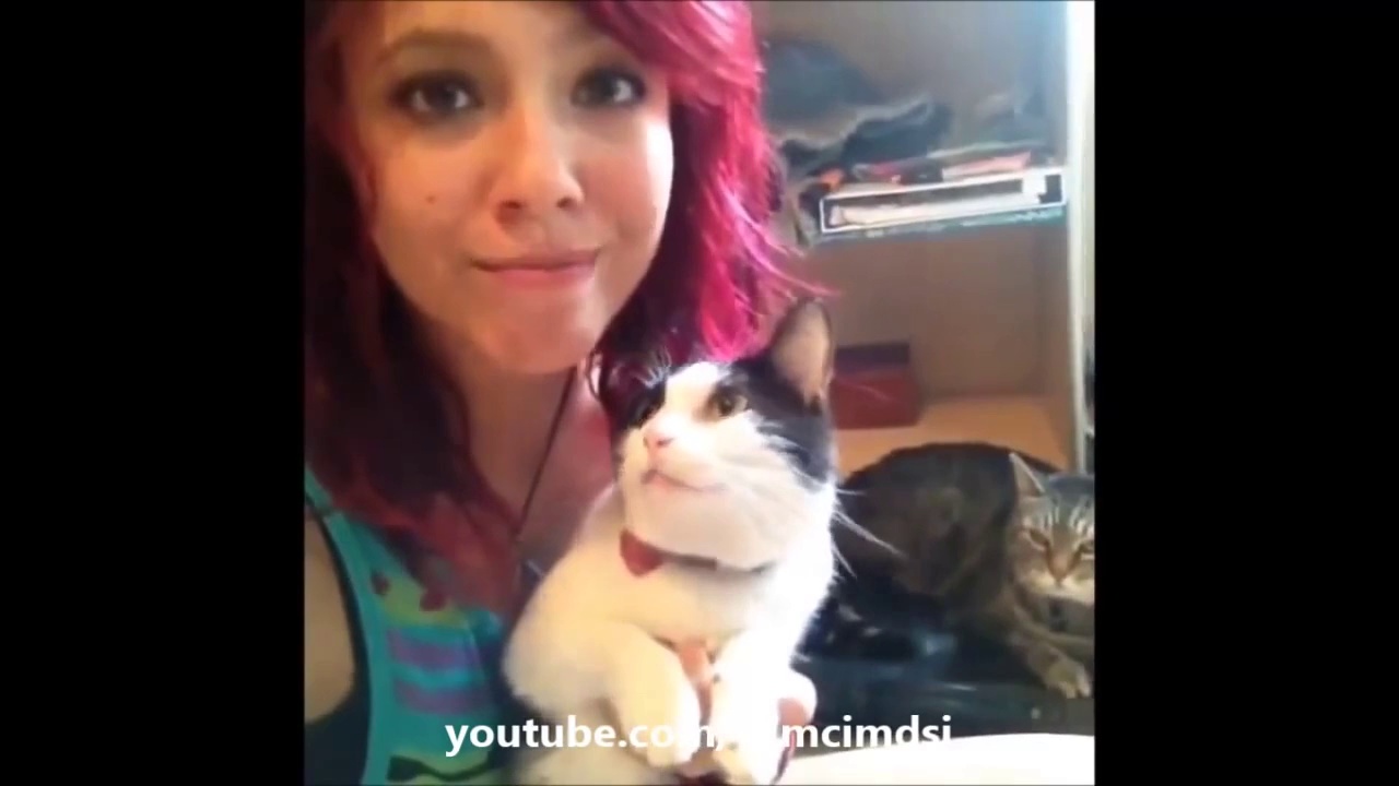 Funny cat vines – Ultimate funny vines with cats compilation 2014