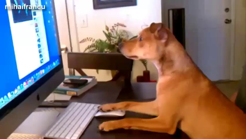 Best Funny Videos Of Animals Acting Like Humans Compilation 2014 [NEW]