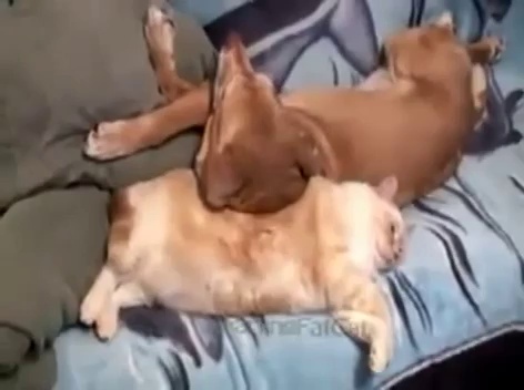 [+18 ~ Sexy Funny Girl]Cat Farts in Dogs Face – Fails World