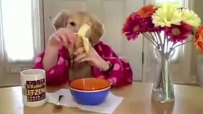 Human Dog Funny video clips and pranks, Funny Animals GAGS just for laughs!.