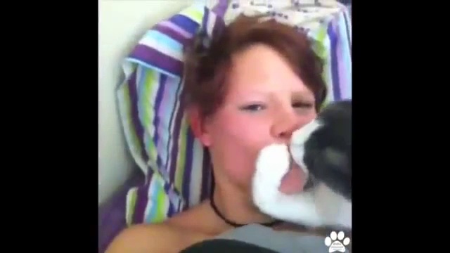 FUNNY VIDEOS- Funny Cats – Funny Cat Videos – Funny Animals – Fail Compilation – Cats Fails – Video Dailymotion