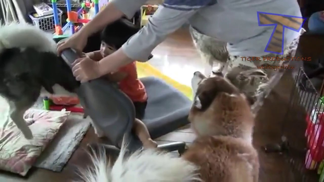 Funny dogs jealous of babies – Cute dog & baby compilation