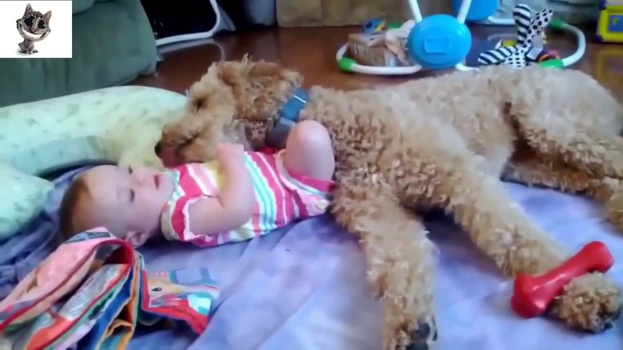 Funny Cats & Dogs Love Babies Compilation 2014