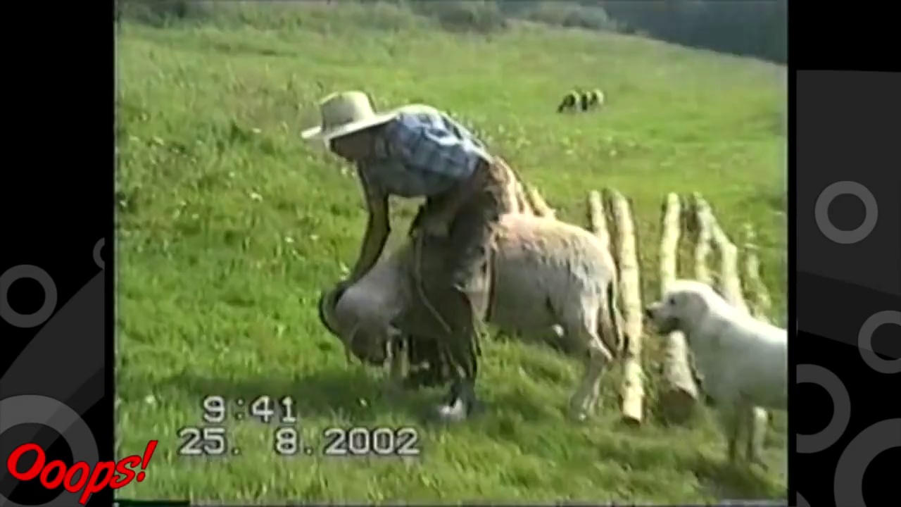 Funny Animals – Sheep Rider Falls Off