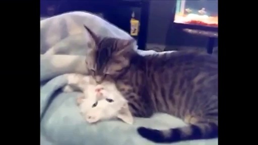 Funny Cats Compilation – Funny Cat Videos Ever- Funny Videos – Funny Animals – Funny Animal Videos 8 – Video Dailymotion_2