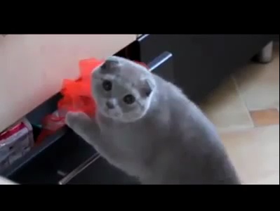 Funniest cats vines and funny cat vine videos
