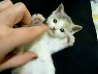 funny cat funnt videos by dalimotion