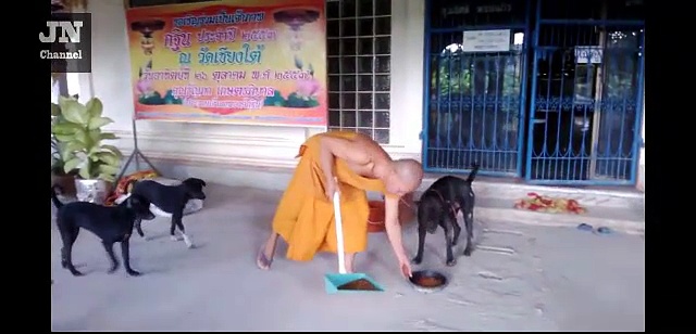 Funny videos – Funny Smart dogs