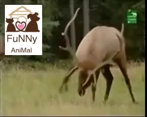 Animals Having Sex Breeding Reproducing Elks Mating ~ Best Funny Animals 2014 NatureAnimal