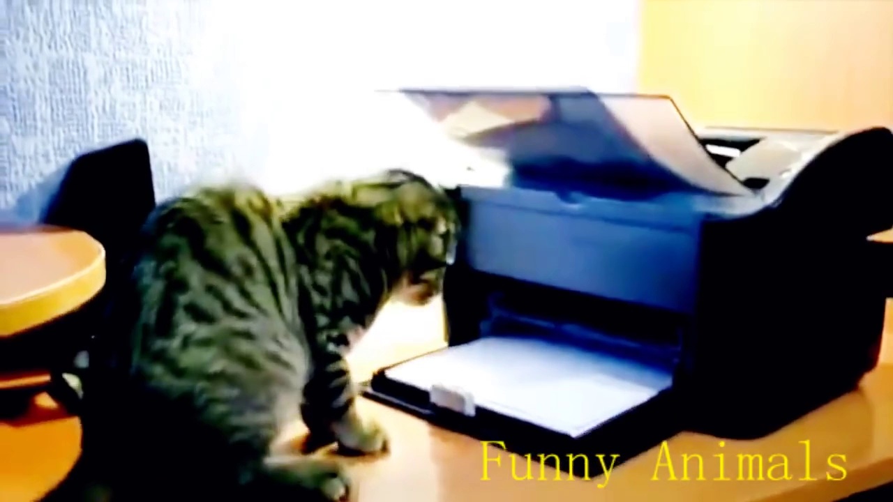 Funny Cats [NEW 2014]