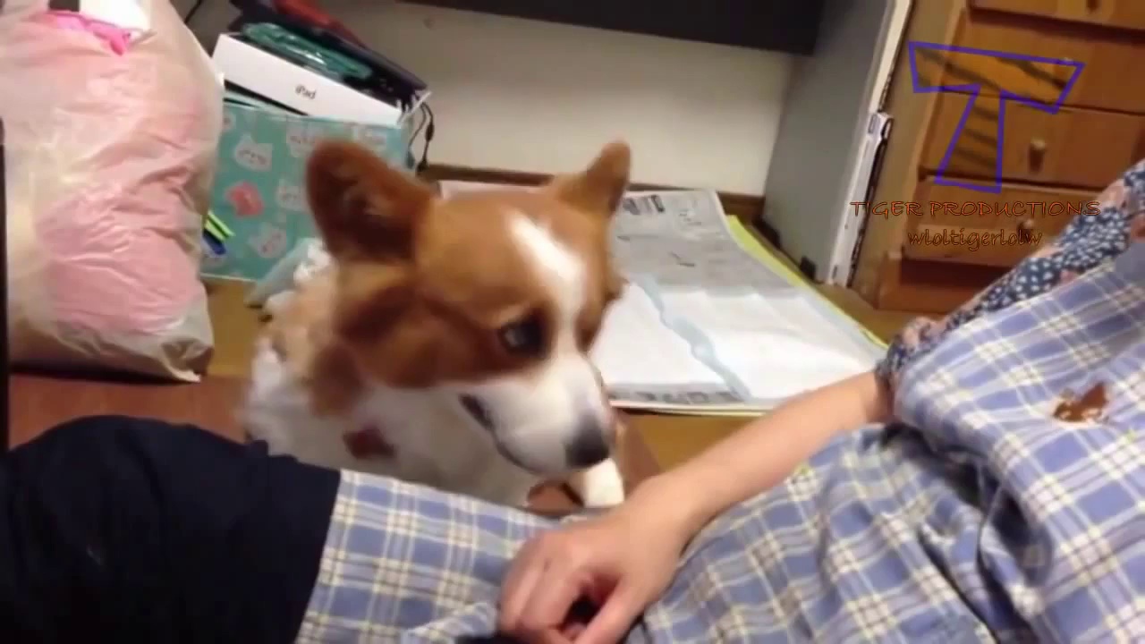 Very Funny Dogs Compilation,EPIC