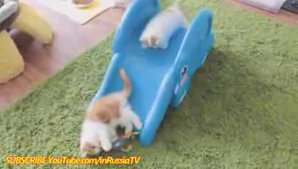 FUNNY VIDEOS Funny Cats Funny Kitty Funny Videos Kitten Compilation Cat Funny Videos