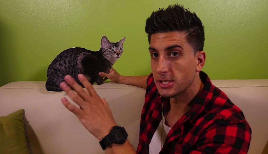 Cat Falls Out Window Prank – FUNNY Or MEAN? | What’s Trending Now