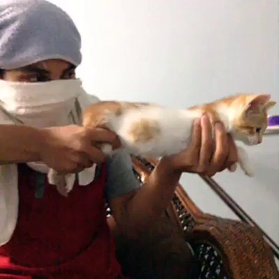 Cat gun very funny must watch