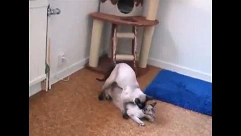 Animals mate Humping cute  Cats cute Animal funny