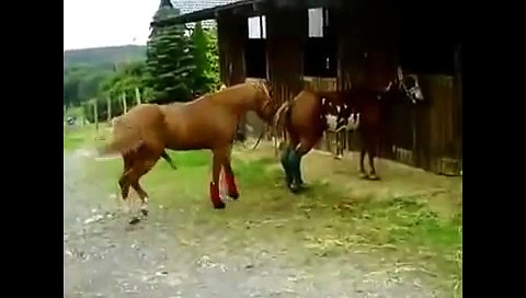 Animals mate Animals  Caballos Culeadores  cute horse Animal funny