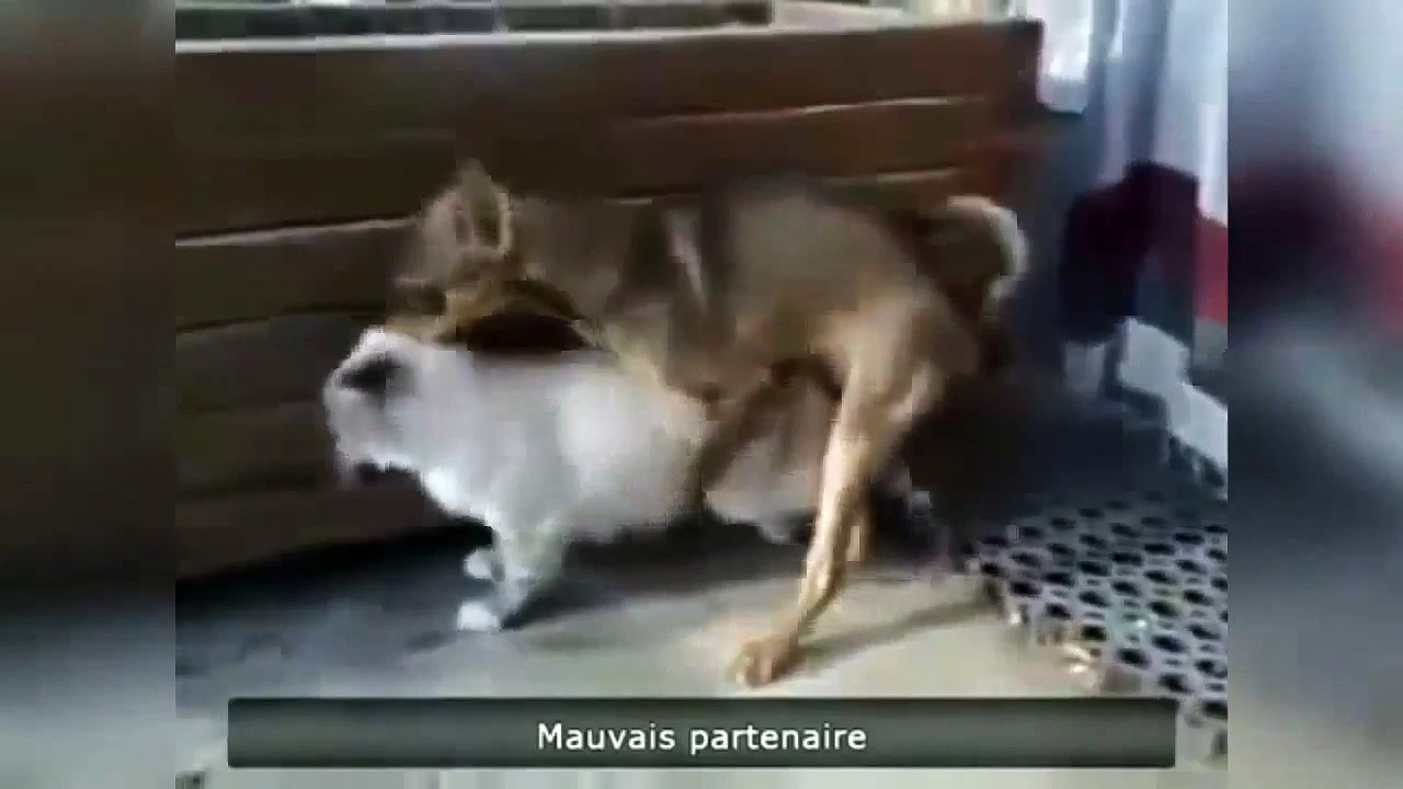 Funny moments of animals